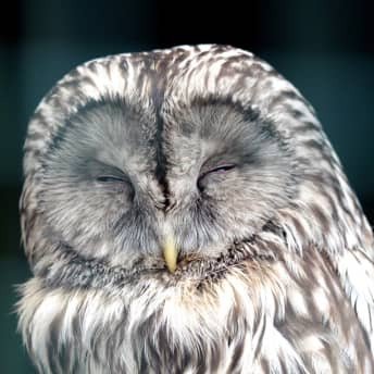 Owl Cam